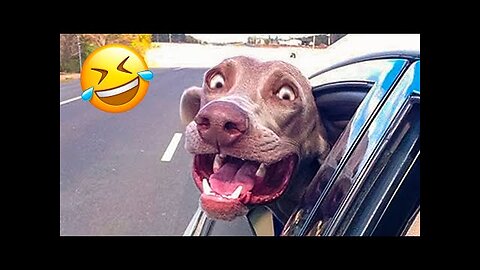 Funniest Cats and Dogs 🐶🐱 - Funny Animal Videos #9