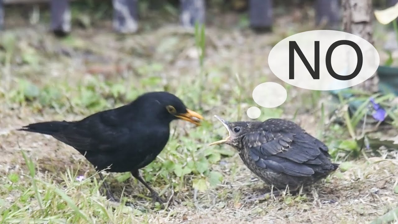 FUNNY VIDEO! Baby Bird Rejecting the FOOD from Her PARENT