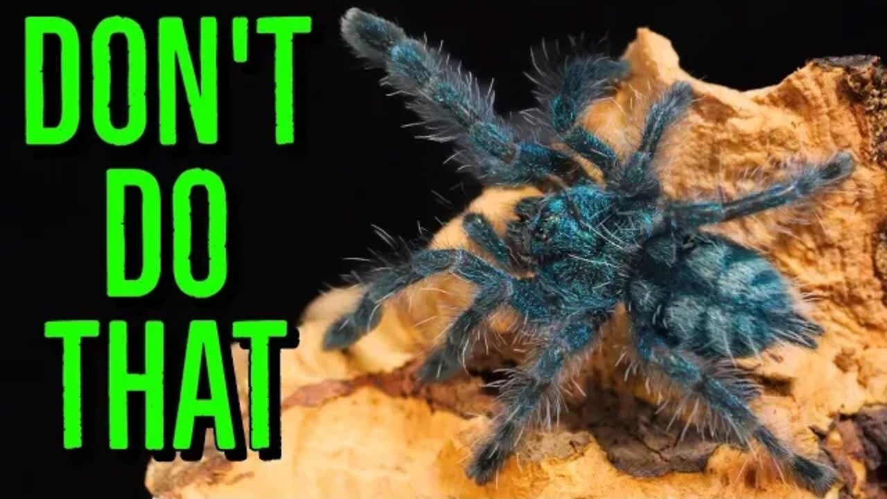 Beginner Tarantula Keeping MISTAKES to AVOID!