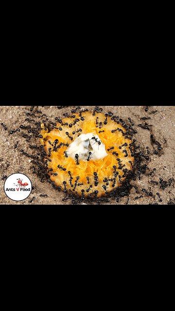 Ant Colony vs Cheese Cracker Time-Lapse #short