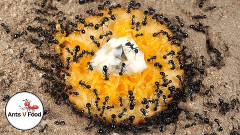 Ant Colony vs Cheese Cracker Time-Lapse #short