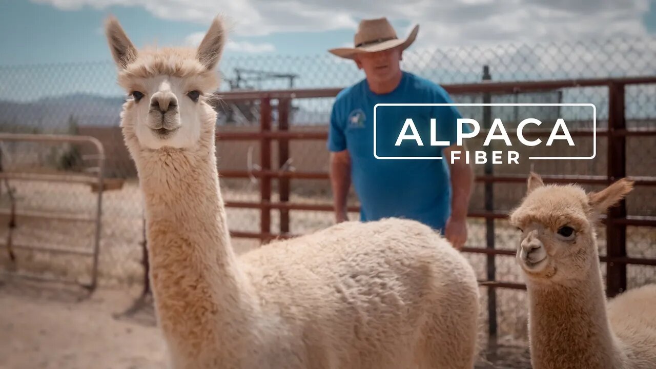 Alpaca "Wool" Fiber of the Gods | PARAGRAPHIC