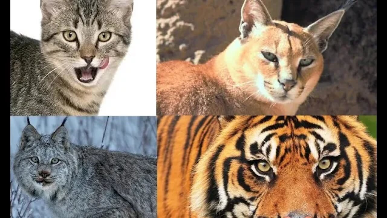 Cat sound based on species