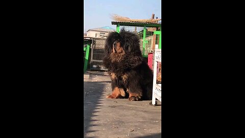 Chinese mastiff dog