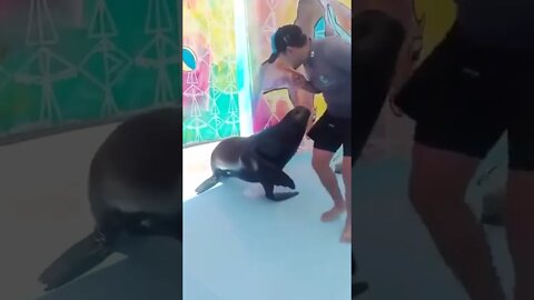 Seal surprising his trainer