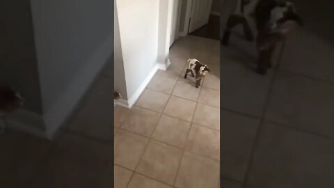 Most adorable duel between kid and kitten...🐈🐾🐐🤼😍😅