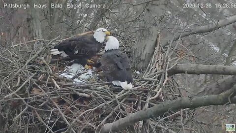 Hays Eagles Mom on nest Dad gets leaves 2020 12 28 325pm