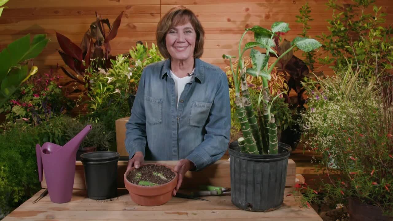 Melinda’s Garden Moment – Start new indoor plants with cane cuttings