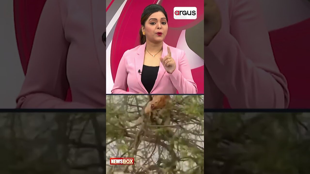 Watch! Money Escape From Tiger Hunts,,,