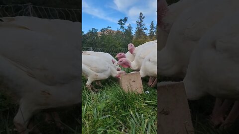 #simpleliving #turkey #farmlife #homesteading #homestead #slowliving