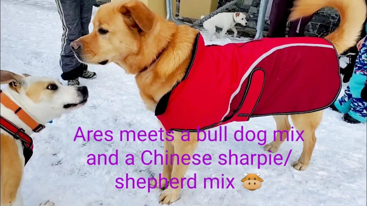 Ares meets a pit bull mix and Chinese SharPei 沙皮 / Shepherd mix