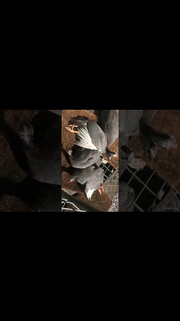 Guinea fowl sunning on my doorstep