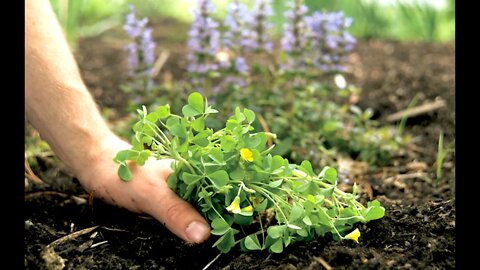 My Best Tips for Weeding! (And Some Common Weeds)