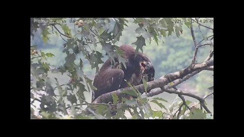 Hays Eagles Juvenile calling in the attic 2021 07 12 14:25