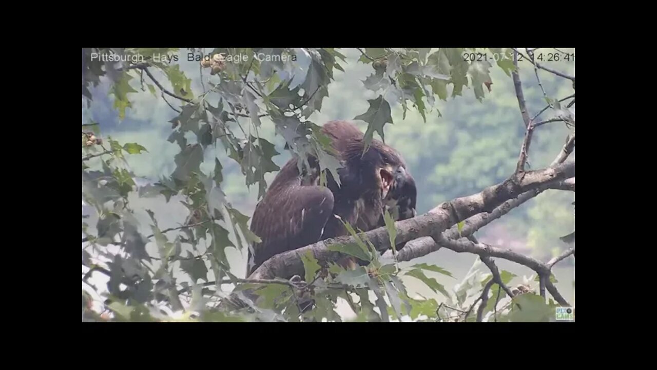 Hays Eagles Juvenile calling in the attic 2021 07 12 14:25