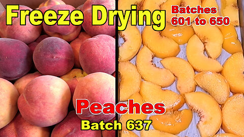 Batch 637 - Freeze Drying Peaches - First Batch of Fresh Peaches This Year!