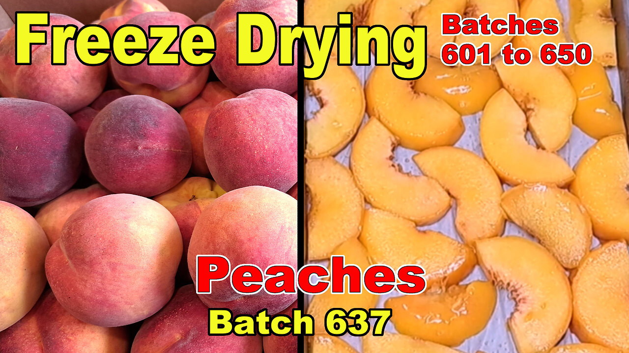 Batch 637 - Freeze Drying Peaches - First Batch of Fresh Peaches This Year!