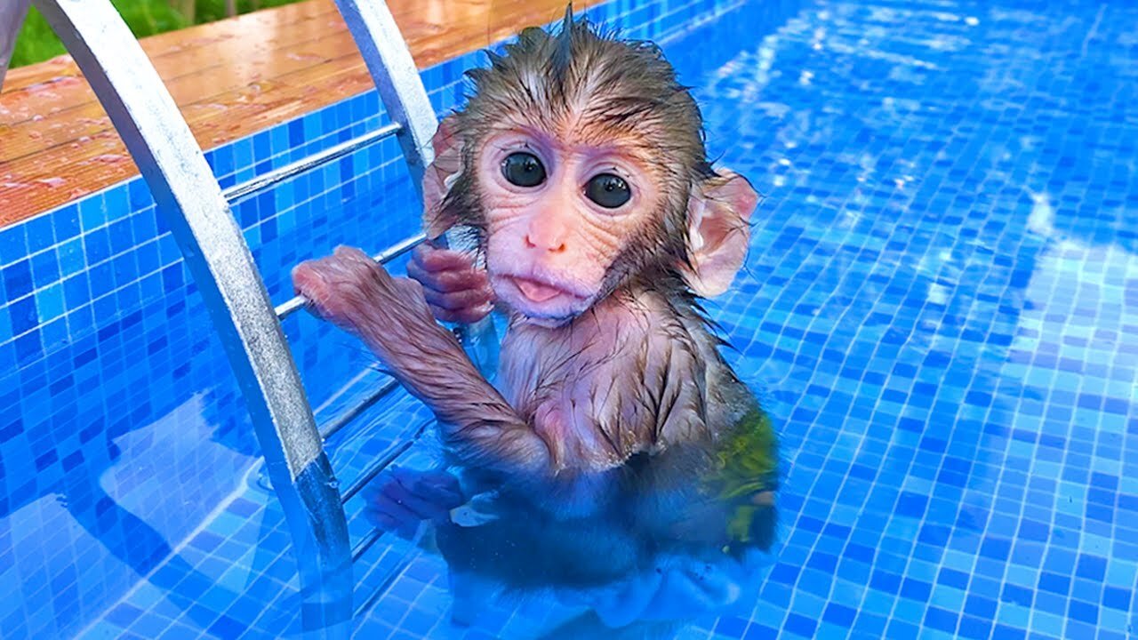 Baby monkey playing at the pool with puppy and duckling in the garden