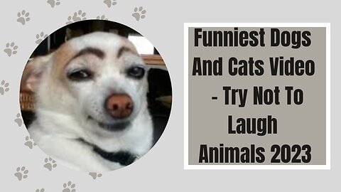 Funniest Dogs And Cats Video - Try Not To Laugh Animals 2023