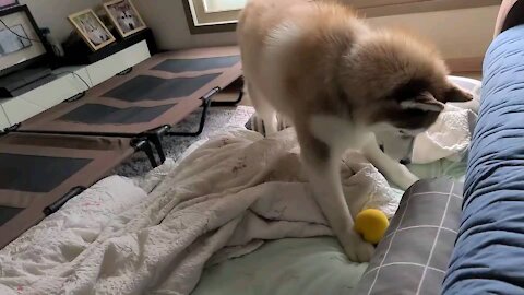 Mom, I like ball toys... Huskie, who's pissed off when he approaches from playing ball...