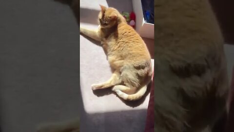 Cats love to lay in the sun