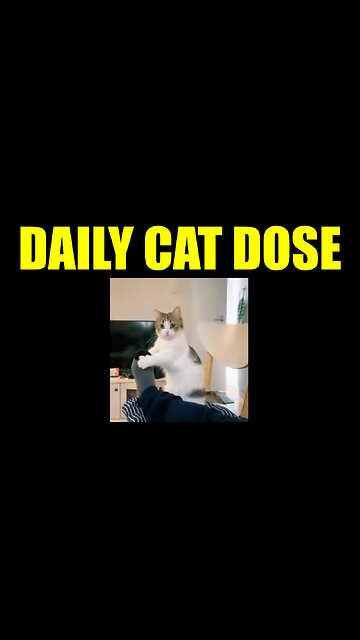 Daily Cat Dose