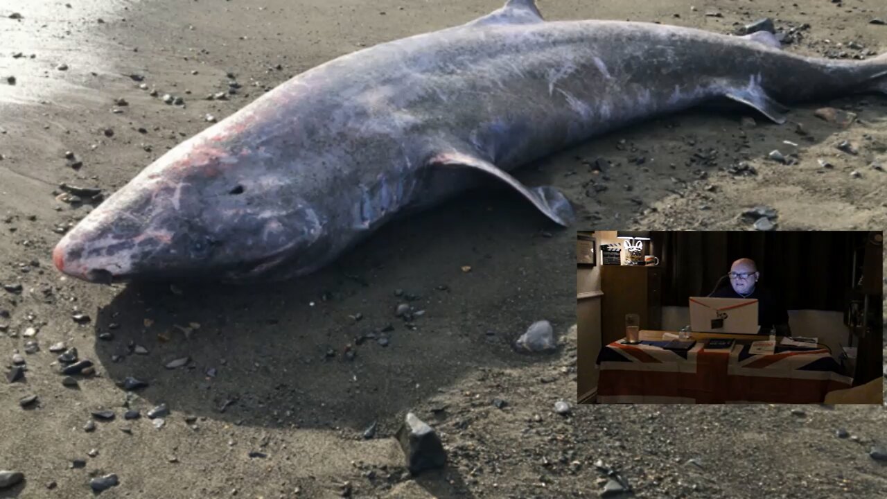 What has a 100+year-old dead shark got to do with the book of Genesis?