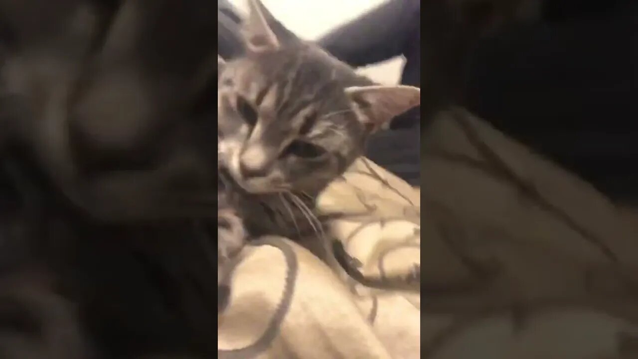 This cat is so adorable