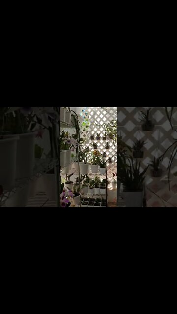 Teaser Trailer @Ninja_Orchids Blooming Alley living up to it's name. Full tour coming soon! #shorts