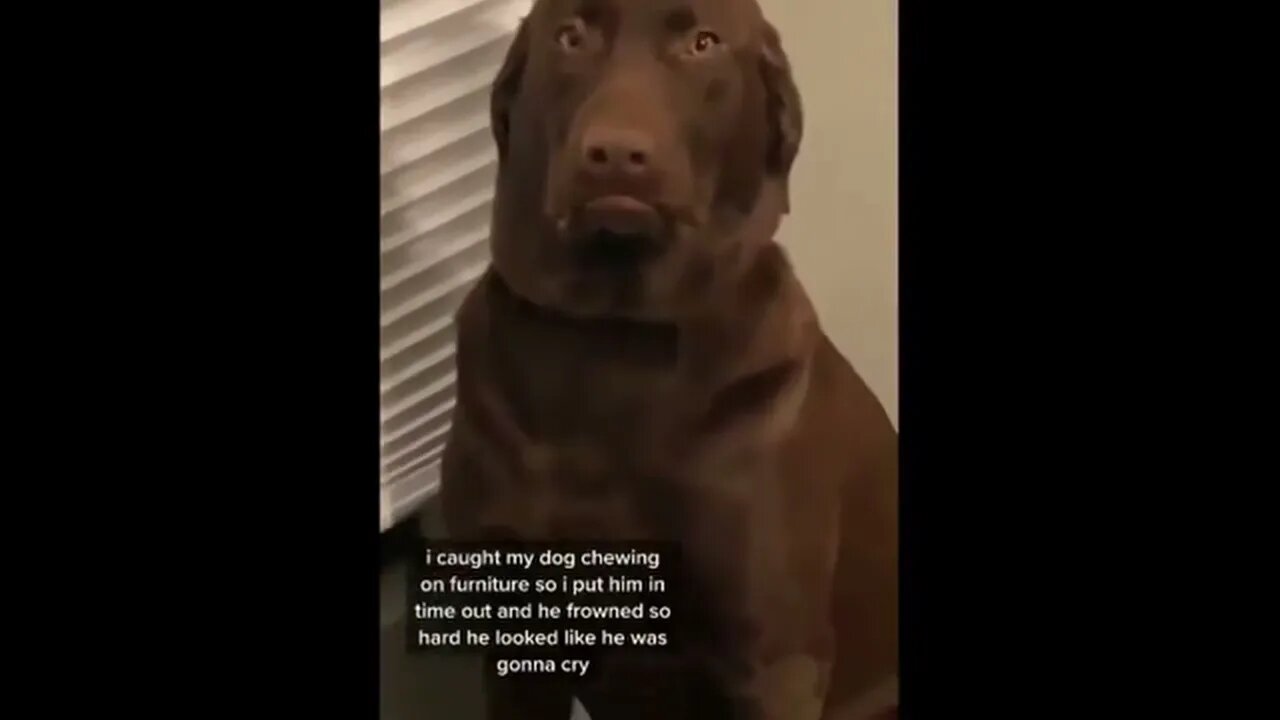 That’s one expressive dog