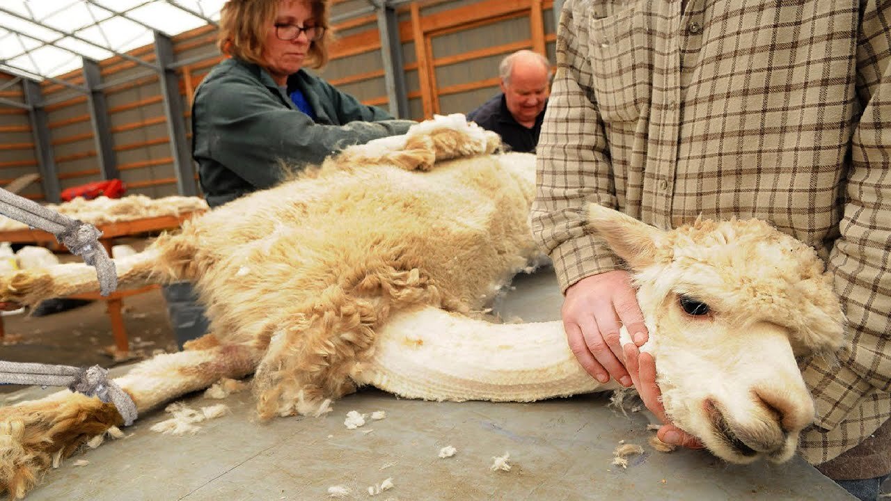 SURPRISED Alpaca Shearing Technique 🦙 - Alpaca Wool Processing in Factory - Harvesting Alpaca Fiber