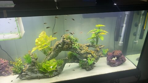 Cichlid fry tank! Stay tuned for awesome fish keeping