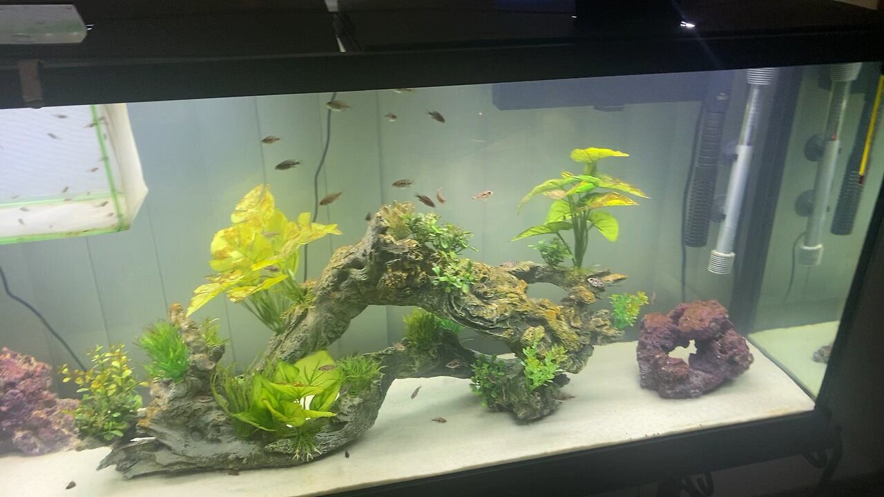 Cichlid fry tank! Stay tuned for awesome fish keeping