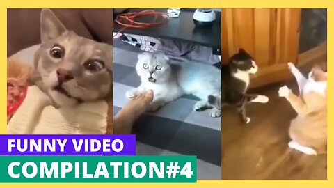 Funny Animal Videos Compilation #4