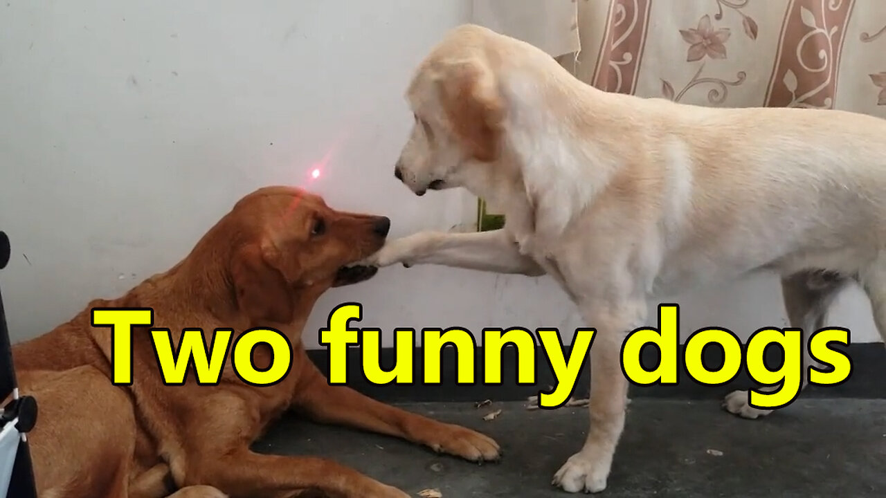 Two funny dogs