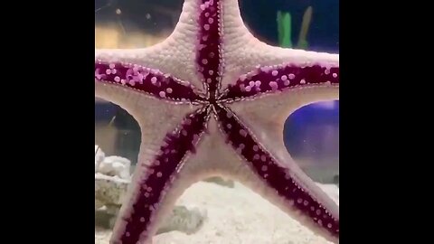 This is how a starfish walks