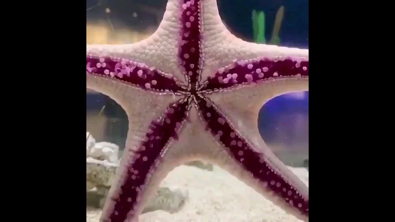 This is how a starfish walks