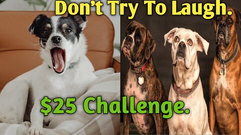 Cute and funny pets. Try not to laugh to these pets compilation.