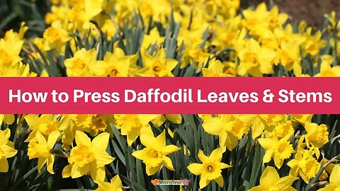 How to Press: Daffodil Leaves and Stems