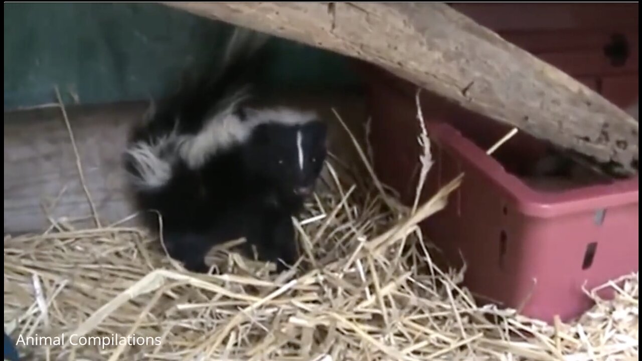 Baby Skunks Trying To Spray - Funny Compilation