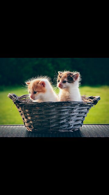 Beautiful Cats😹 & Dogs🐶 Videos of 2023 Compilation! #34