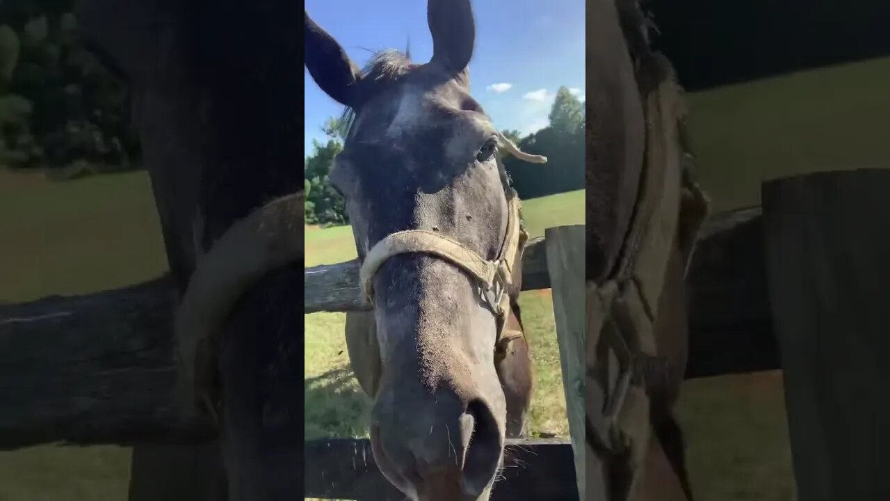 Happy Horses!