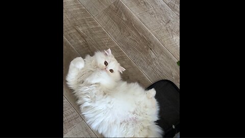 Adorable Cat Reaction to Catnip
