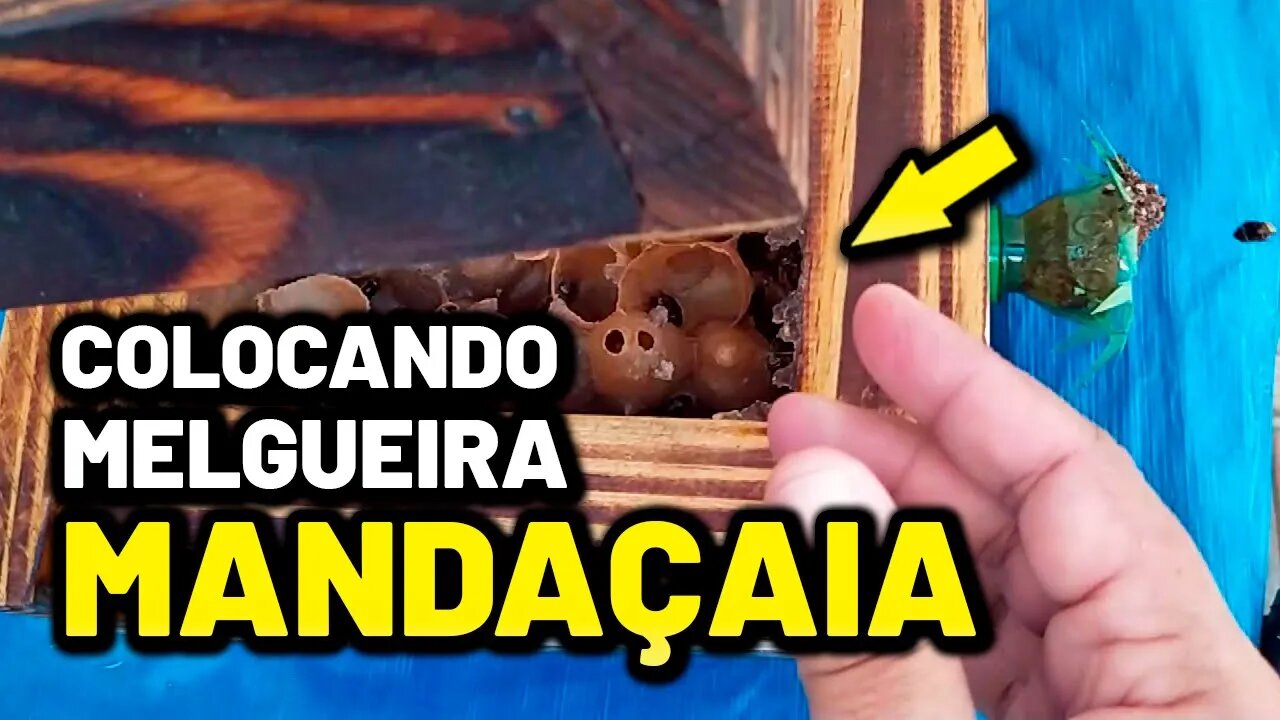 Instalei 3 MELGUEIRAS em COLÔNIAS de ABELHA MANDAÇAIA | Revisão e dicas de Manejo