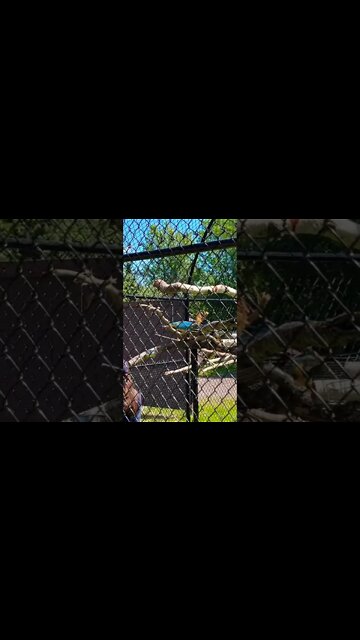 Some parrots who can only say hi