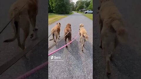 Walkies then and now #obediencedogtraining #consistency