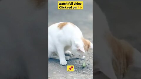 cute cat videos 😹funny videos 😂1260😻#shorts #catvideos #funnycatsvideos #cat