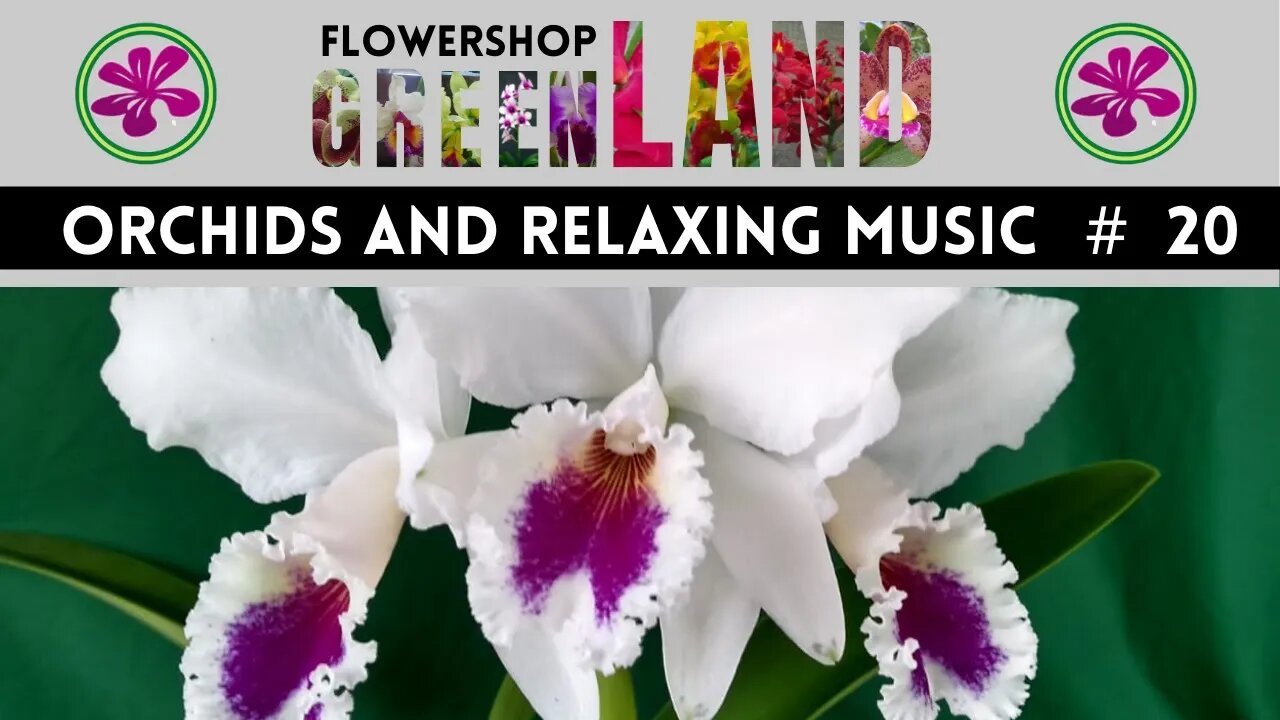 HANNA'S SONG MUSIC | 100 ORCHIDS TO THE SOUND OF RELAXING MUSIC | # 20