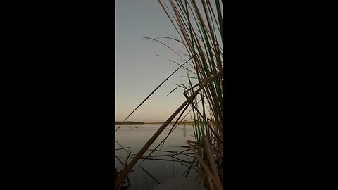 Duck skipping on water!