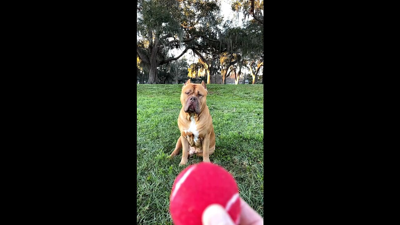 GIANT Pit Bull works on his “fetch skillz” 🦁🎾